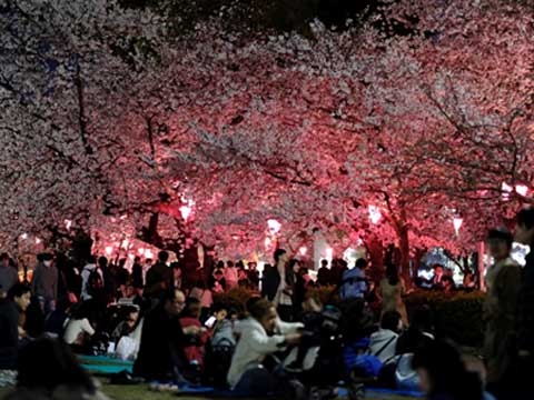 Hanami party in the park